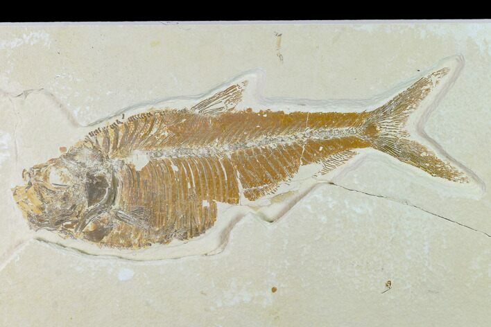 Bargain Fossil Fish (Diplomystus) - Green River Formation #138435